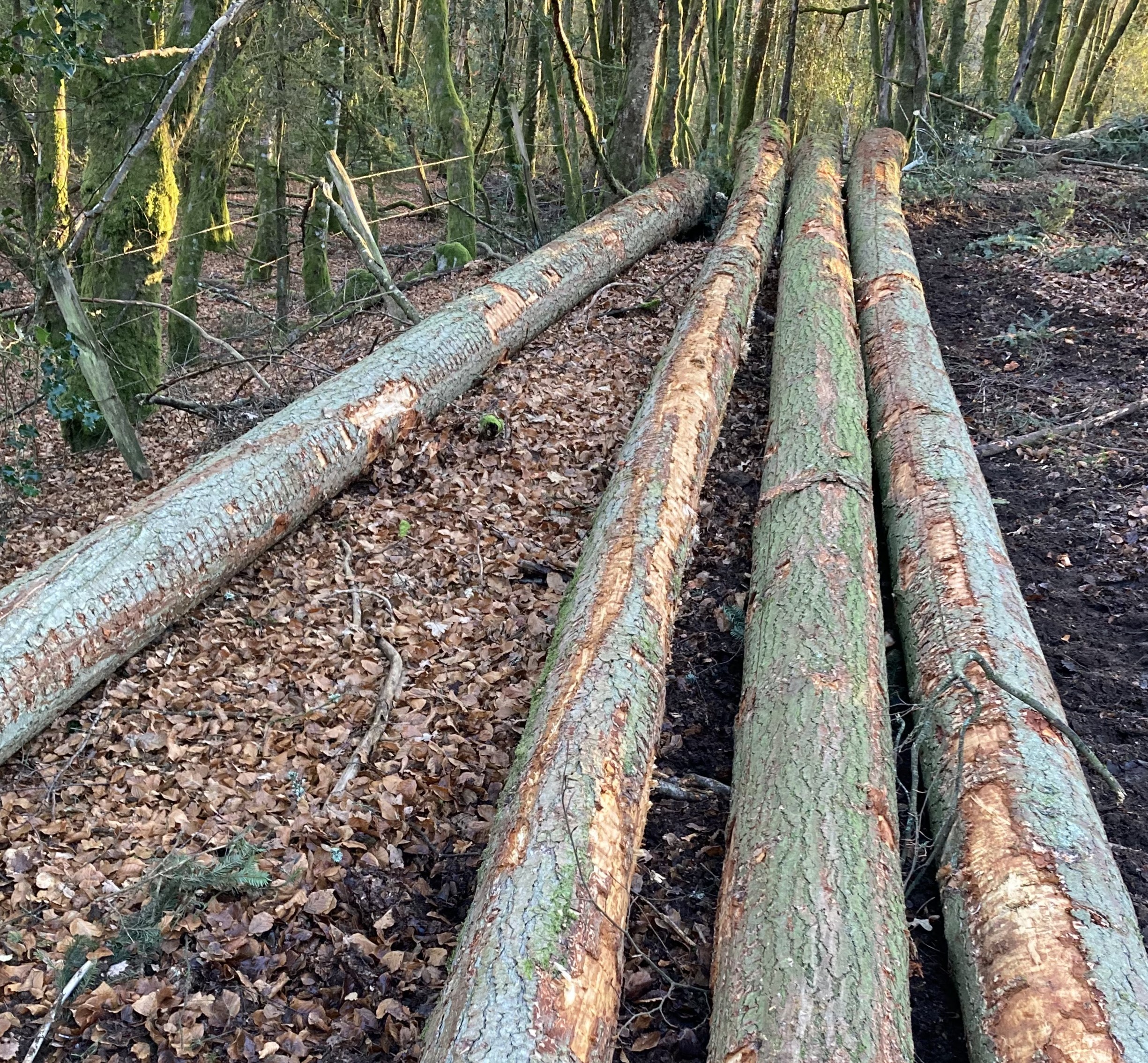 Fourniture de bois de qualité – LA SCIME
